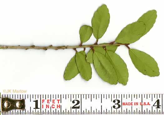 image of Ilex vomitoria, Yaupon Holly, Yaupon