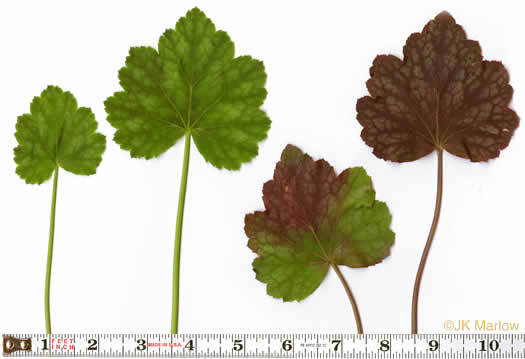 Heuchera americana, American Alumroot