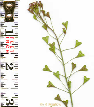 image of Capsella bursa-pastoris, Common Shepherd's Purse