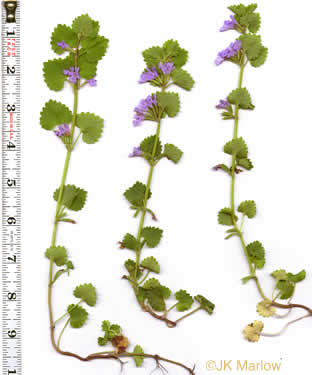 image of Glechoma hederacea, Ground Ivy, Gill-over-the-ground, Creeping Charlie