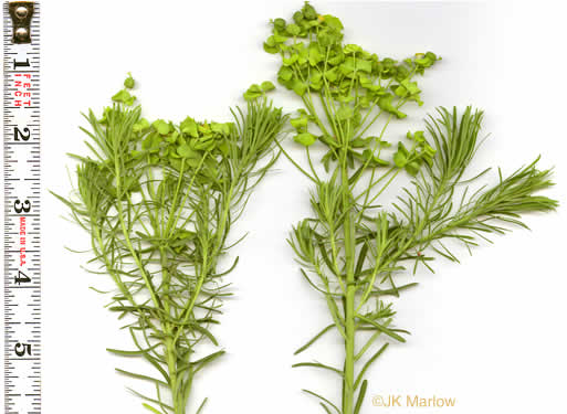 image of Euphorbia cyparissias, Cypress Spurge, Graveyard Spurge