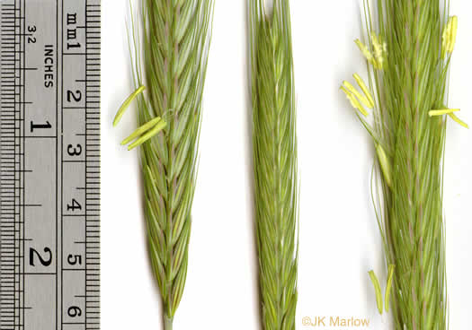 image of Secale cereale, Cereal Rye, Cultivated Rye