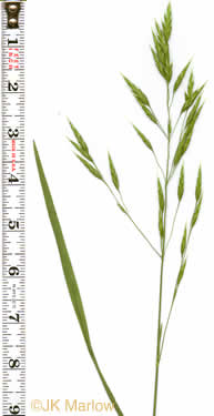 panicle