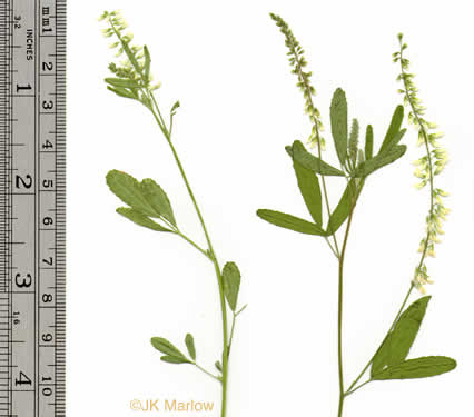 Melilotus albus, White Sweetclover, White Melilot