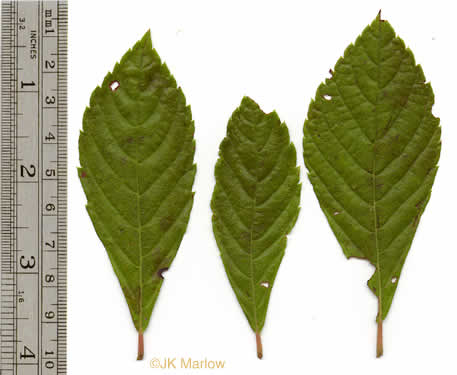 Clethra alnifolia, Coastal Sweet-pepperbush, Coastal White-alder