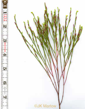 image of Hypericum gentianoides, Pineweed, Orange-grass, Orangeweed