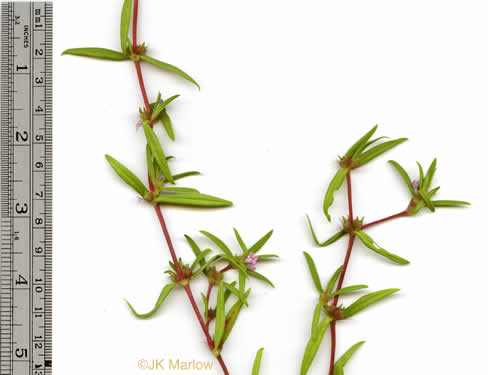 image of Hexasepalum teres, Poor-joe, Rough Buttonweed