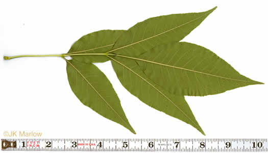 image of Fraxinus pennsylvanica, Green Ash, Red Ash