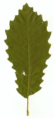 image of Quercus muehlenbergii, Chinquapin Oak, Yellow Chestnut Oak, Yellow Oak