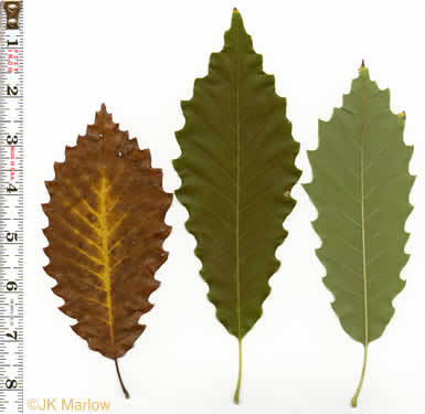 Quercus muehlenbergii, Chinquapin Oak, Yellow Chestnut Oak, Yellow Oak