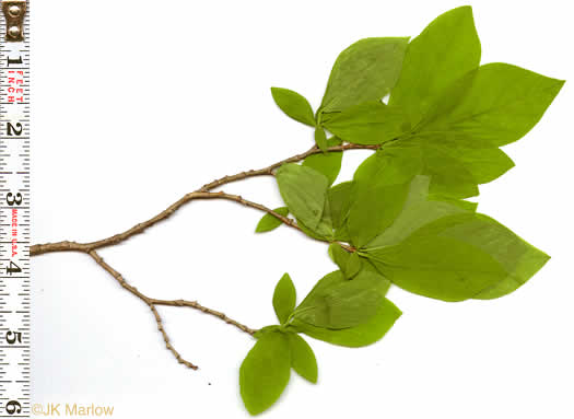 image of Dirca palustris, Eastern Leatherwood, Leatherbark, Wicopee, Rope-bark