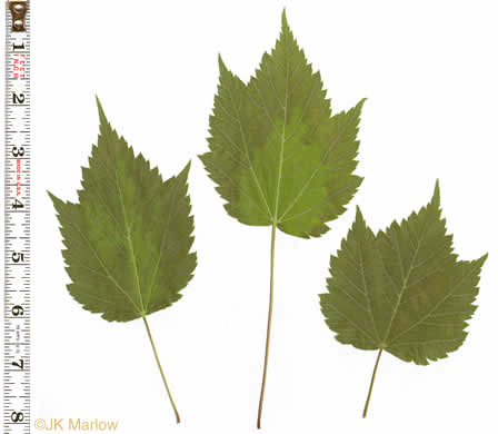 image of Acer spicatum, Mountain Maple