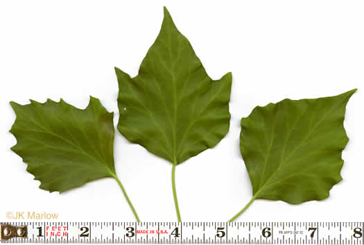 image of Hedera helix var. helix, English Ivy, Common Ivy