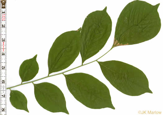 Kentucky Yellowwood