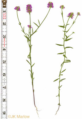 image of Polygala curtissii, Curtiss's Milkwort, Appalachian Milkwort