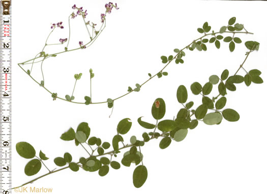 image of Lespedeza procumbens, Downy Trailing Lespedeza, Trailing Bush-clover