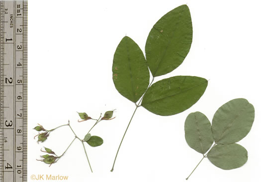 Lespedeza bicolor, Bicolor Lespedeza, Bicolor, Shrubby Lespedeza