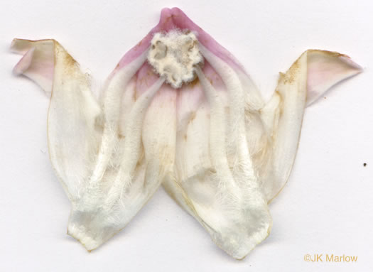 image of Chelone glabra, White Turtlehead