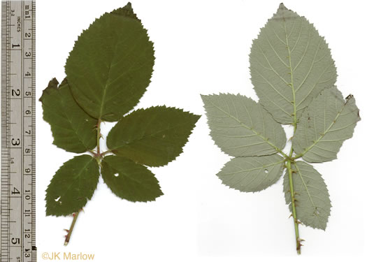 image of Rubus pascuus, Chesapeake Blackberry, Topsy Blackberry