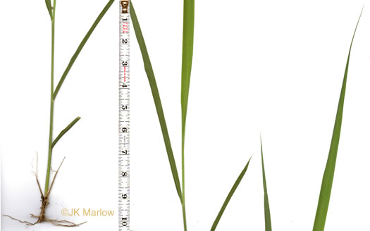 image of Sorghastrum nutans, Yellow Indiangrass, Prairie Indiangrass