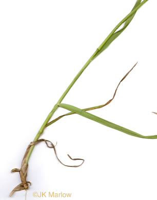 image of Dactylis glomerata, Orchard Grass