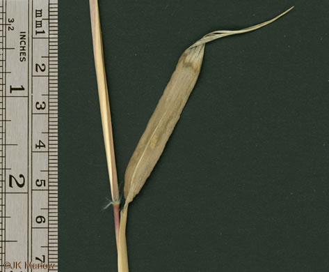 image of Imperata cylindrica, Cogongrass, Bloodroot Grass, Brazilian Satintail