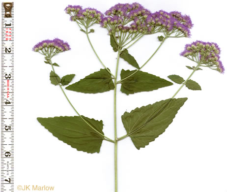 image of Conoclinium coelestinum, Mistflower, Wild Ageratum, Hardy Ageratum