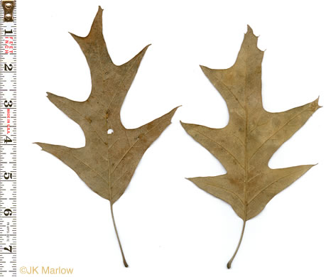 Quercus pagoda, Cherrybark Oak, Swamp Spanish Oak