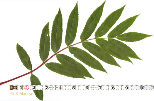 Sorbus americana, American Mountain-ash, American Rowan