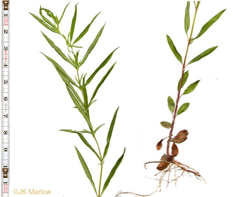 image of Steironema lanceolatum, Lanceleaf Loosestrife