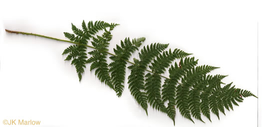 image of Dryopteris intermedia, Evergreen Woodfern, Fancy Fern, Intermediate Woodfern