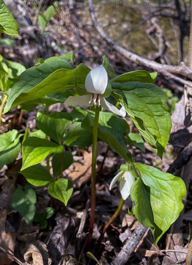 image of Trillium rugelii, Southern Nodding Trillium