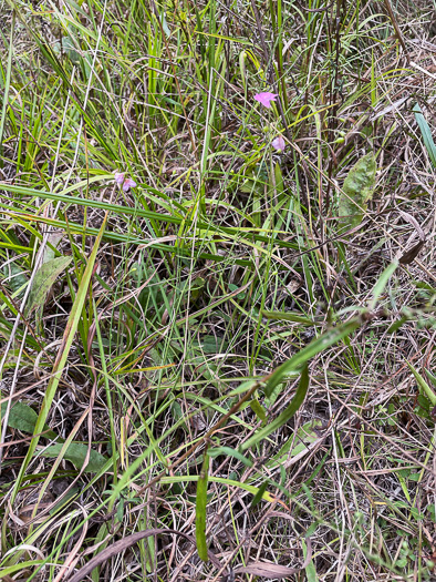 image of Agalinis decemloba, Tenlobe Gerardia, Sandplain Agalinis, Tenlobe False Falseglove