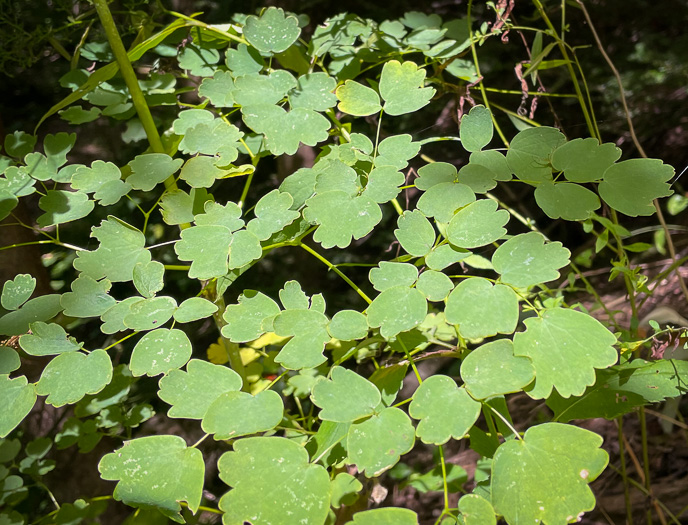 image of Thalictrum coriaceum, Appalachian Meadowrue, Maid-of-the-mist