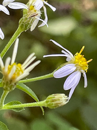 Eurybia macrophylla, Large-leaf Aster, Bigleaf Aster