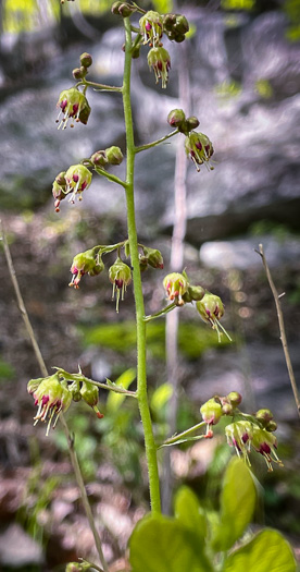 image of Heuchera hispida, Purple Alumroot, Hispid Alumroot