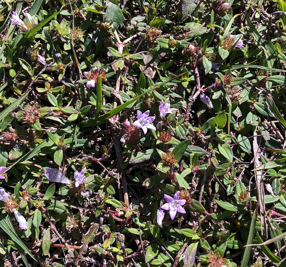 image of Richardia grandiflora, Largeflower Mexican-clover, Largeflower Richardia