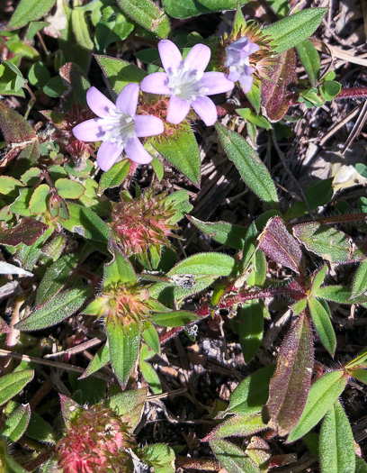 image of Richardia grandiflora, Largeflower Mexican-clover, Largeflower Richardia