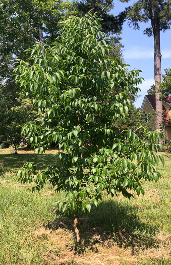 image of Fraxinus quadrangulata, Blue Ash