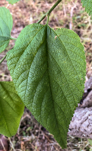 image of Celtis occidentalis, Northern Hackberry