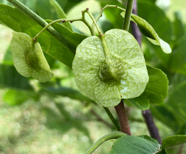 image of Ptelea trifoliata, Wafer-ash, Hoptree