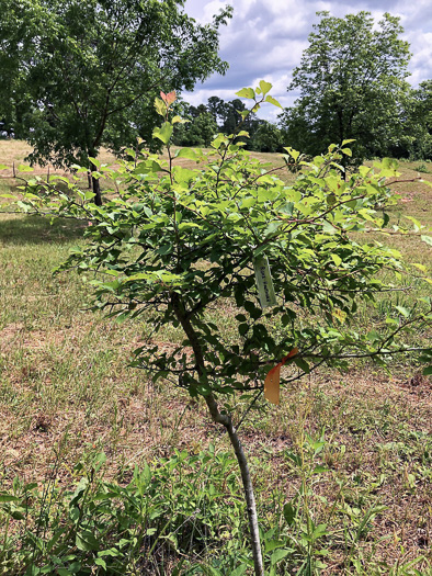 image of Crataegus aemula, Rome Hawthorn