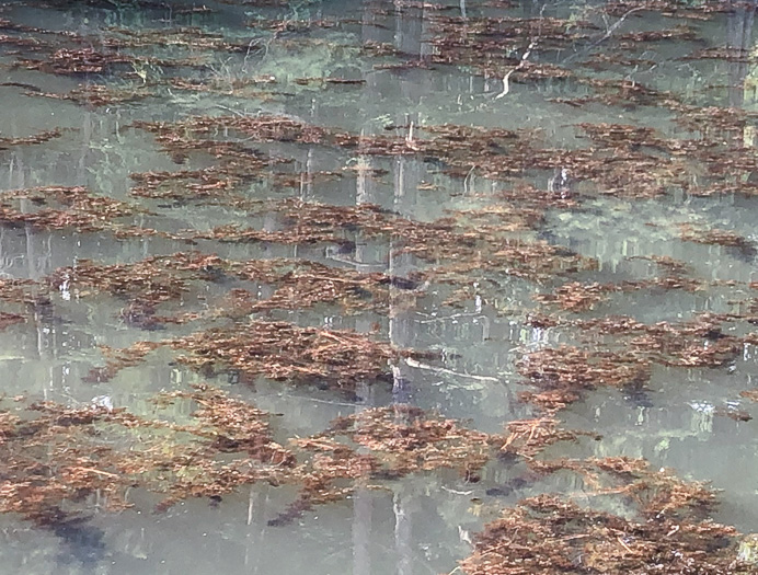 image of Utricularia radiata, Small Swollen Bladderwort, Floating Bladderwort, little floating bladderwort