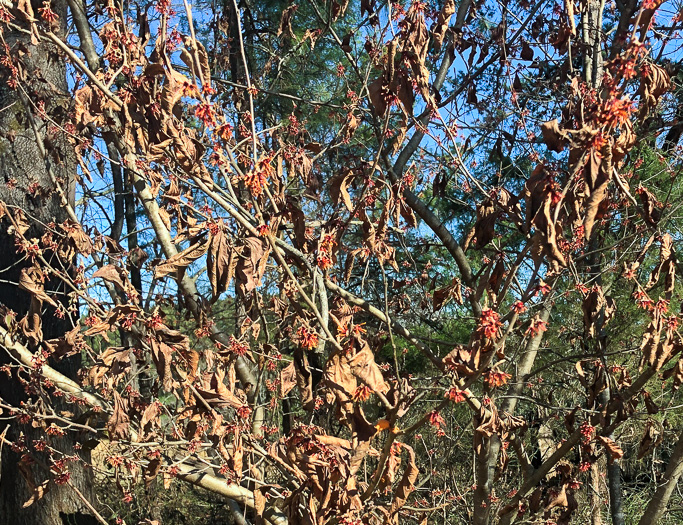 image of Hamamelis vernalis, Ozark Witch-hazel, Vernal Witch-hazel, Springtime Witch-hazel