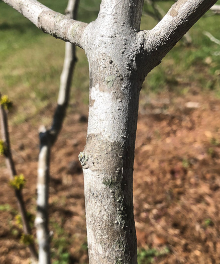 image of Zanthoxylum americanum, Northern Toothache Tree, Northern Prickly-ash