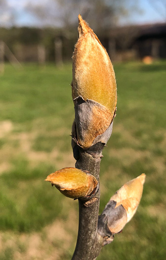 Common Shagbark Hickory