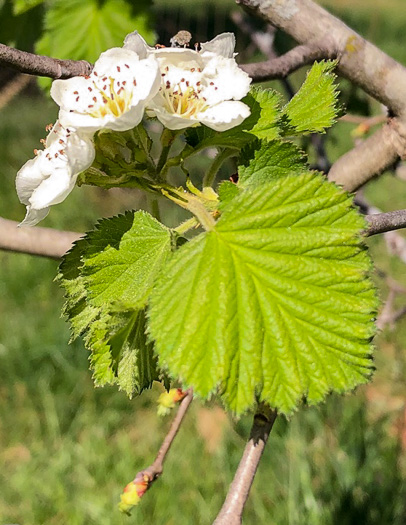 image of Crataegus mollis var. lanuginosa, Woolly Hawthorn, Webb City Hawthorn