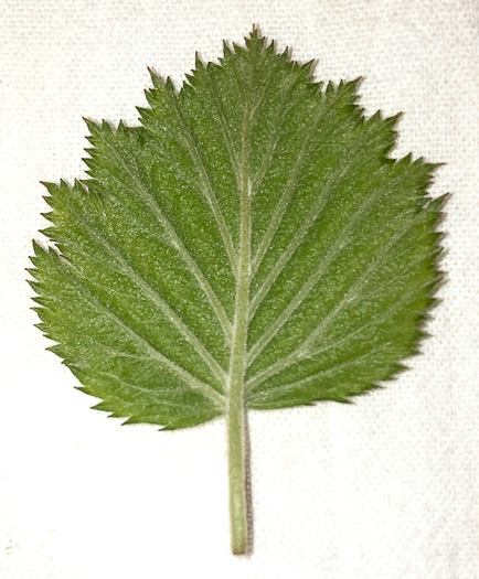 petiole