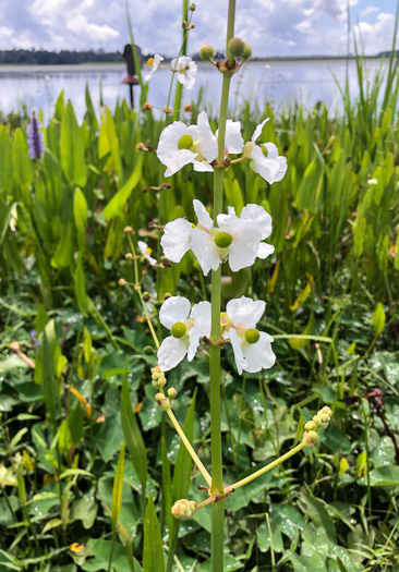 image of Sagittaria lancifolia var. media, Scimitar Arrowhead, Bulltongue Arrowhead