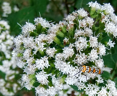 Common White Snakeroot